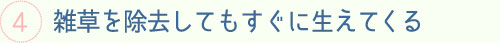 雑草を除去してもすぐに生えてくる