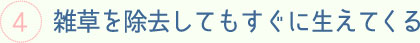 雑草を除去してもすぐに生えてくる